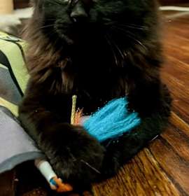 Photo of Blackie bonded pair with Shadow