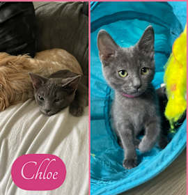 Photo of Chloe