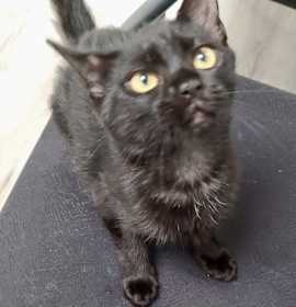 Photo of Deanie 2 NC