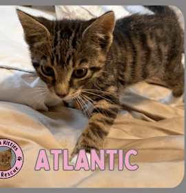 Photo of Atlantic