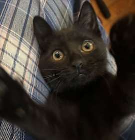 Photo of KITTEN DARLING DUGGIE