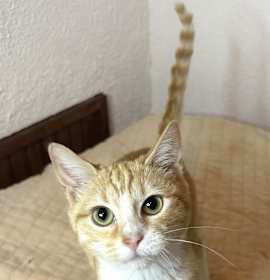 Photo of KITTEN LOVELY LIL PUMPKIN