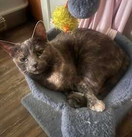 Photo of Wilma- $25 Bissell Sponsored Adoption Fee!