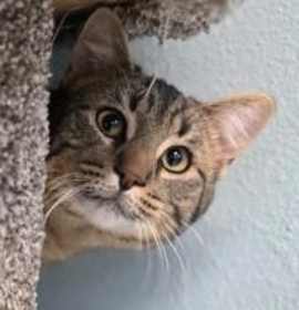 Photo of Bartholomeow