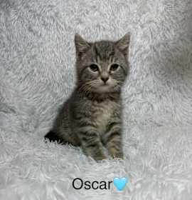 Photo of Oscar