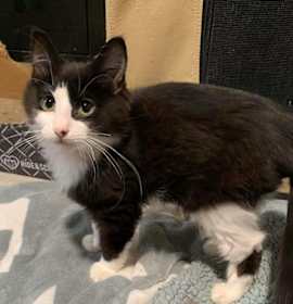 Photo of Chocolate Sauce