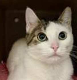 Photo of Polly Pocket