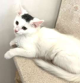 Photo of Kitten Quiche