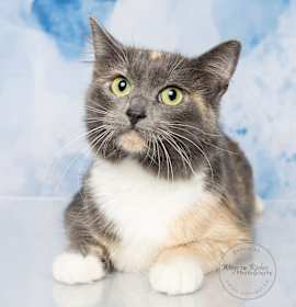 Photo of Coral - In New England Area