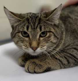 Photo of Zuri *bonded With Zia*