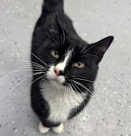 Photo of Mousse (Holland Cat Cove)