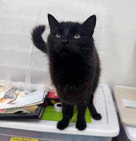 Photo of Evelyn (Holland Cat Cove)