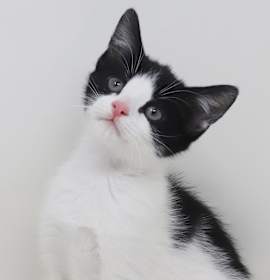 Photo of Short Crust