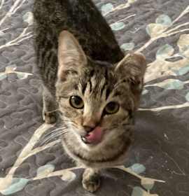 Photo of Florida Orange