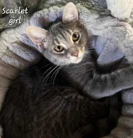 Photo of Scarlett