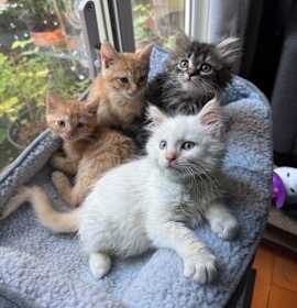 Photo of JeJu,HoneyComb,Yakgwa & Chestnut - fluffy kittens