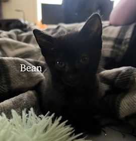 Photo of Bean