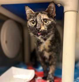 Photo of Chloe May-Belle