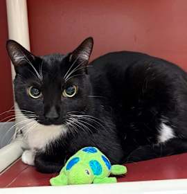 Photo of Sweeney Todd