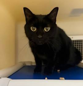 Photo of 25-1161 Brandy