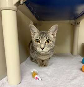 Photo of 25-1167 Tootsie