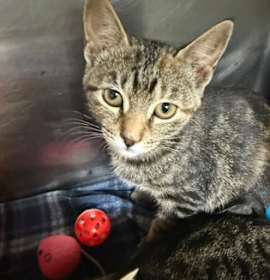 Photo of Kitty Softpaws