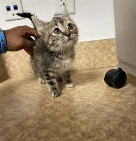 Photo of TWINKLE TOES