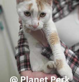 Photo of Gingerbread