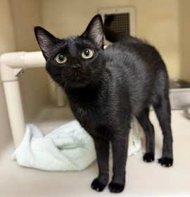 Photo of 25-1024 Shimmer