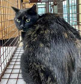 Photo of SVAS-Stray-37953