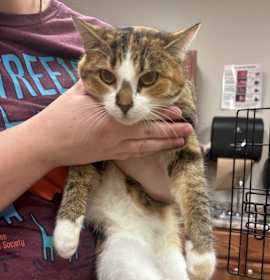 Photo of Amelia - 120909T-2