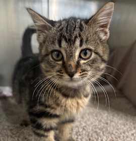 Photo of Estrella 112C25