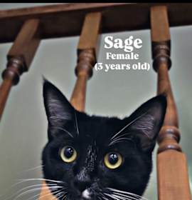 Photo of Sage