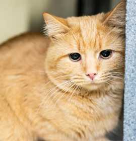 Photo of BARN EGGPLANT