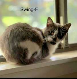 Photo of Swing