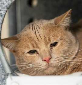 Photo of BARN ENDIVE