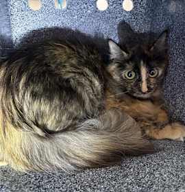 Photo of BARN BANANA