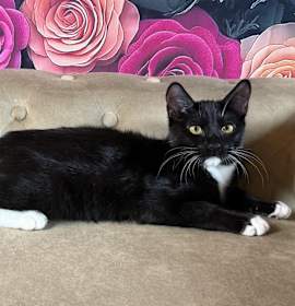 Photo of Bock (Chinatthin)