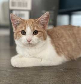 Photo of Figgy Pudding