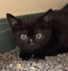 Photo of Marmalade (Orange collar)