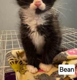 Photo of Bean