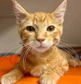 Photo of Whelk (Janna K3)