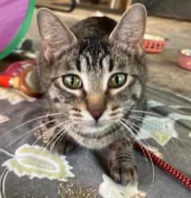 Photo of Cara Ardmore