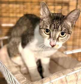 Photo of Amelia Ardmore