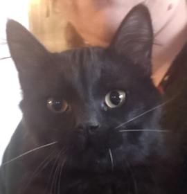 Photo of Midnight Valor meet 12/20