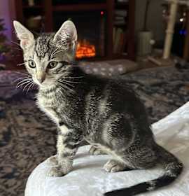 Photo of Dumpling AH