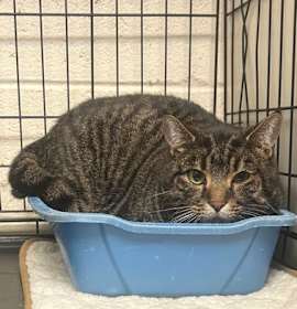 Photo of Porch Kitty