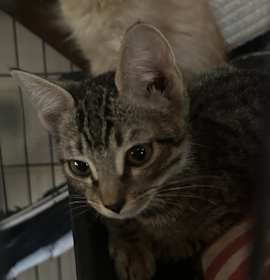 Photo of Tantrum, Jr. NN