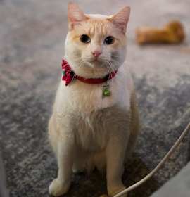 Photo of Finley OBCR-903