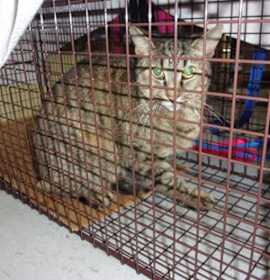 Photo of Stray *Summer*/Dampier & Pine